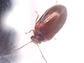 Contacyphon coarctatus